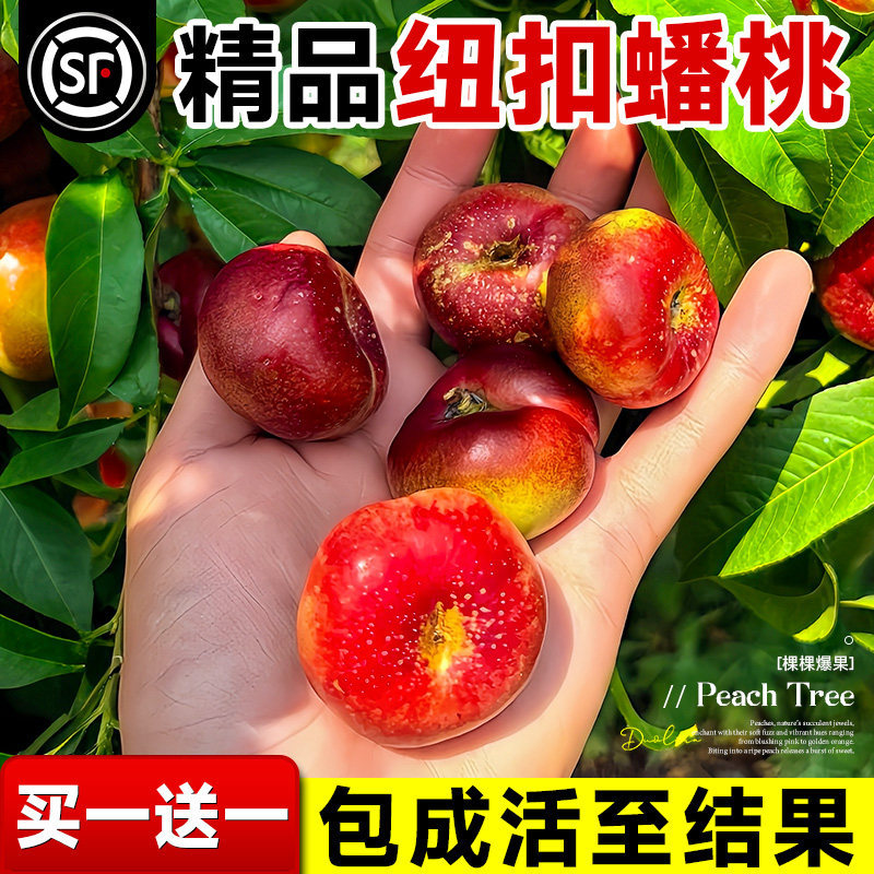 蟠桃苗特大早熟嫁接桃树苗水蜜桃盆栽地载南北方种植耐寒当年结果