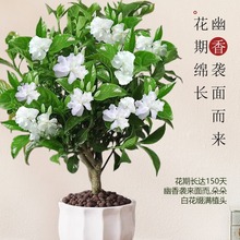 丁香花树苗水晶茉莉花卉盆栽室内花易活四季绿植阳台室内浓香