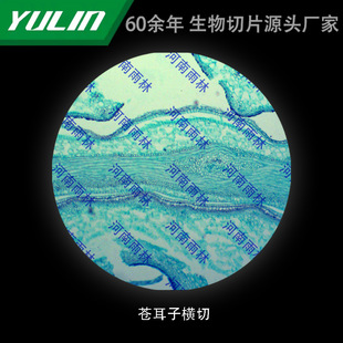 Cang Erzi Horizontal Slicing University Medical School Tissue Disease Marble Wax Slide Specimen Microscope