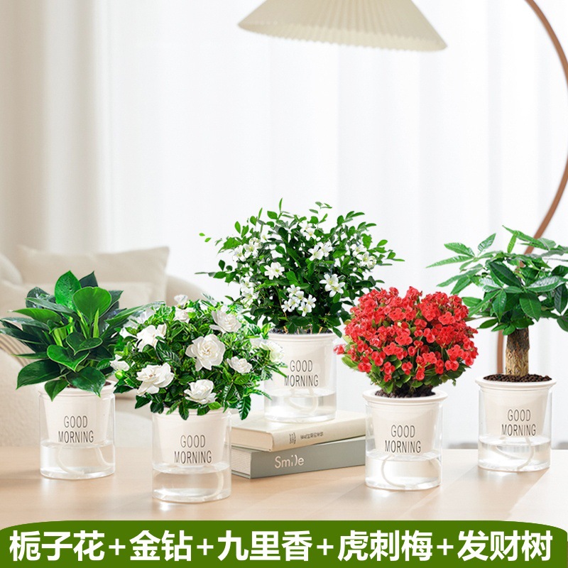 치자나무 + 황금다이아몬드 + 구리향 + 돈나무 + 호호화(좋은 아침 대야) + 영양액