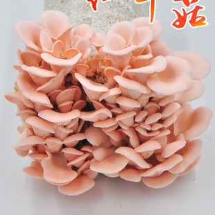 Ģ���Nֲ���ҷNĢ����ƽ���������r��������ʳ�þ��㹽Ȥζ�̨