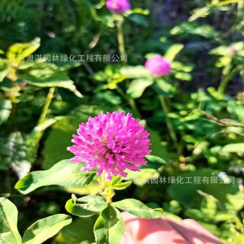 Семена красного клевера Легко расти семена клевера красный клевер Люцерна хорошее качество Высокая всхожесть можно проверить