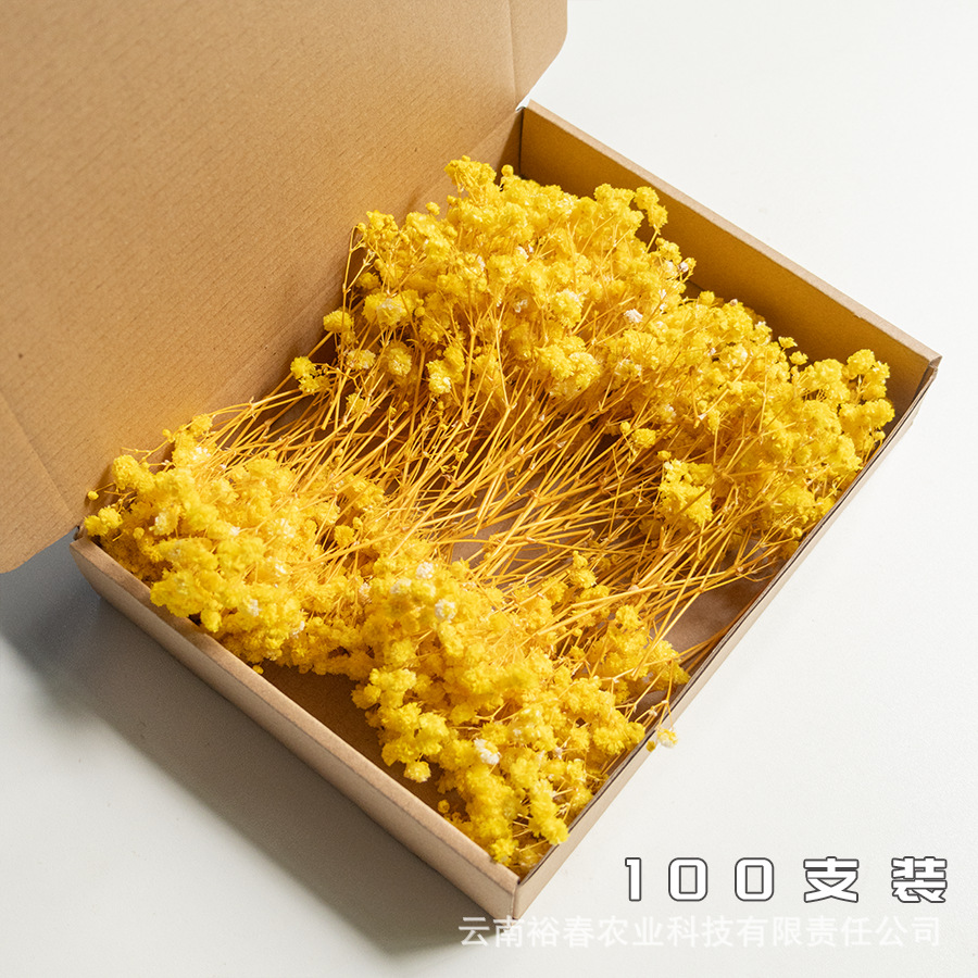 노란 안개꽃 100개입 상자