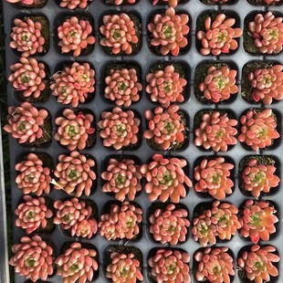 Ruby Single-Head Plug Status Seedling 3cm Succulent Plant Base Direct Sales Large Favorably