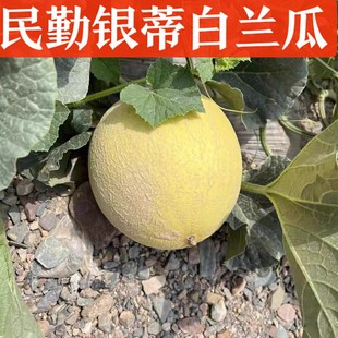 ���C����ɳĮ�۹��y�ٰ��m�Ϯa�خ���������rˮ�������ܹ�