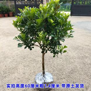 �ļ����m�� ͥԺ���m�����ԾGֲ���ܝ��㻨���B������ˮ���m�ļ�