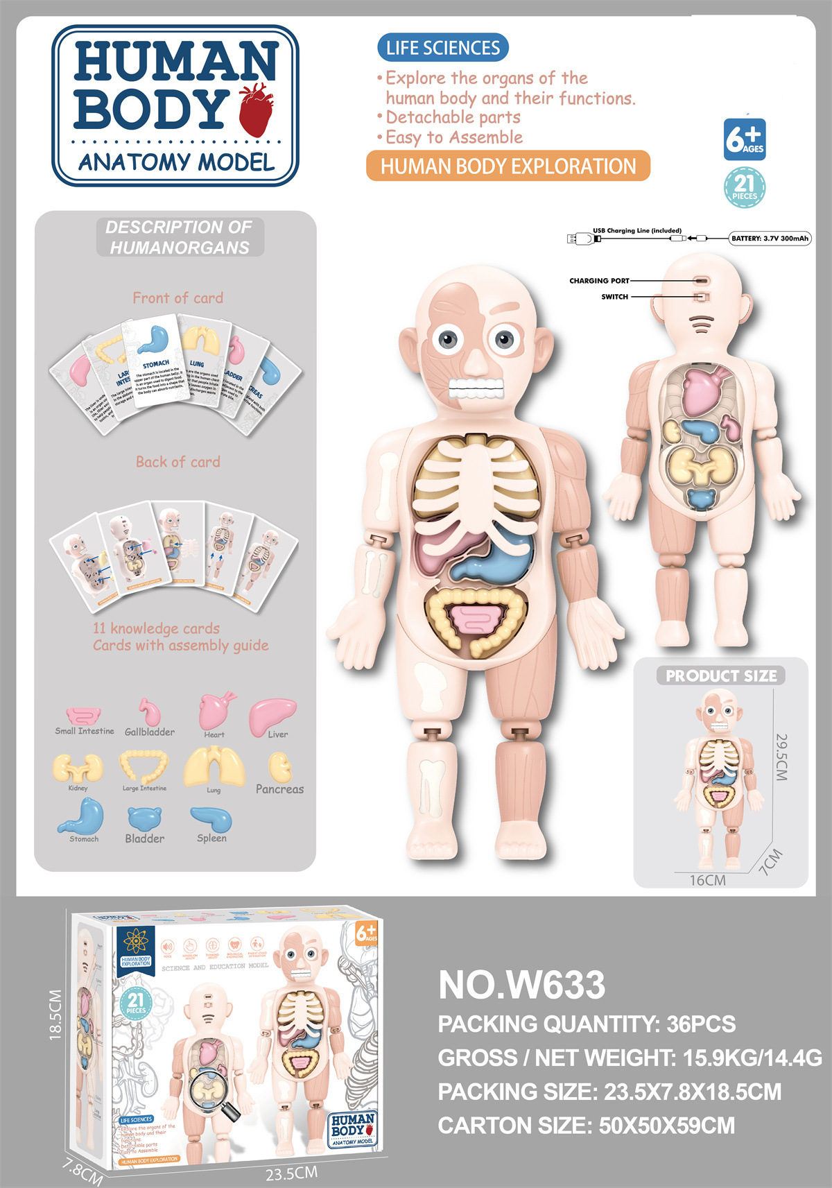 Juguetes de ciencia y educación transfronterizos maniquí articulaciones humanos niños juguetes de ciencia y educación juguetes cognitivos científicos al por mayor