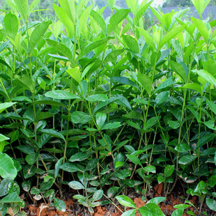 Dropshipping Indoor Potted Large-Leaf Single-Pole Peony Gardenia Flower Sapling Strong-Scented Spring Balcony All Year Round