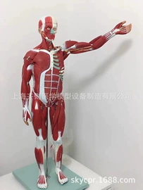 医药教学器材