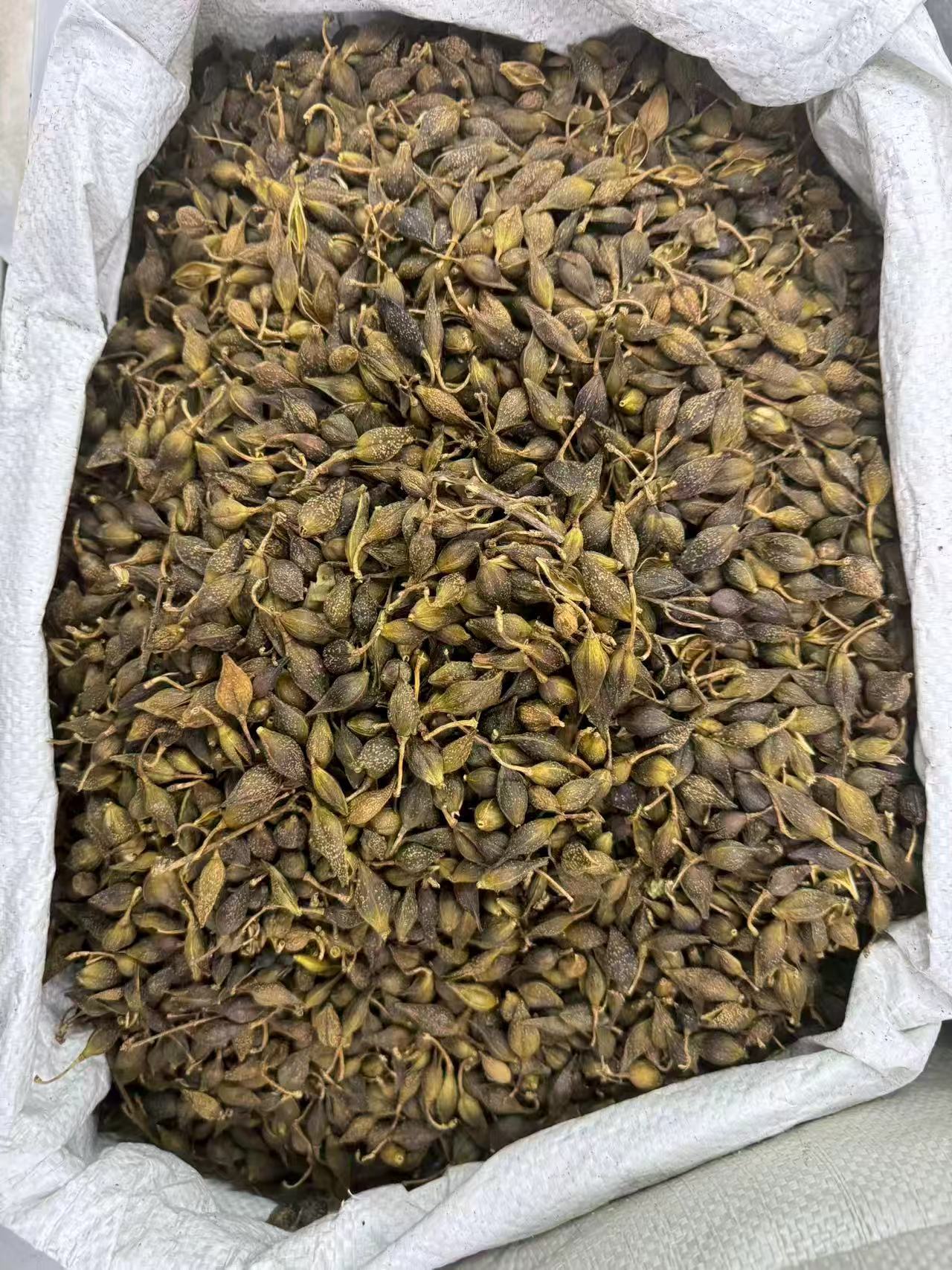 Forsythia Fruit Lian Qiao Powder 1000g Bag Shanxi Origin Culinary Herbal Ingredient in use