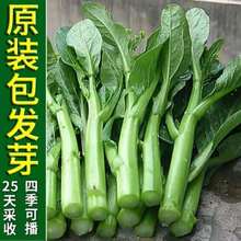 25ļ Nr͸ߜ؏V|ľŲĲ̦͟