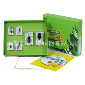 农田里的害虫 幼儿园科学发现室探究室学前教育益智