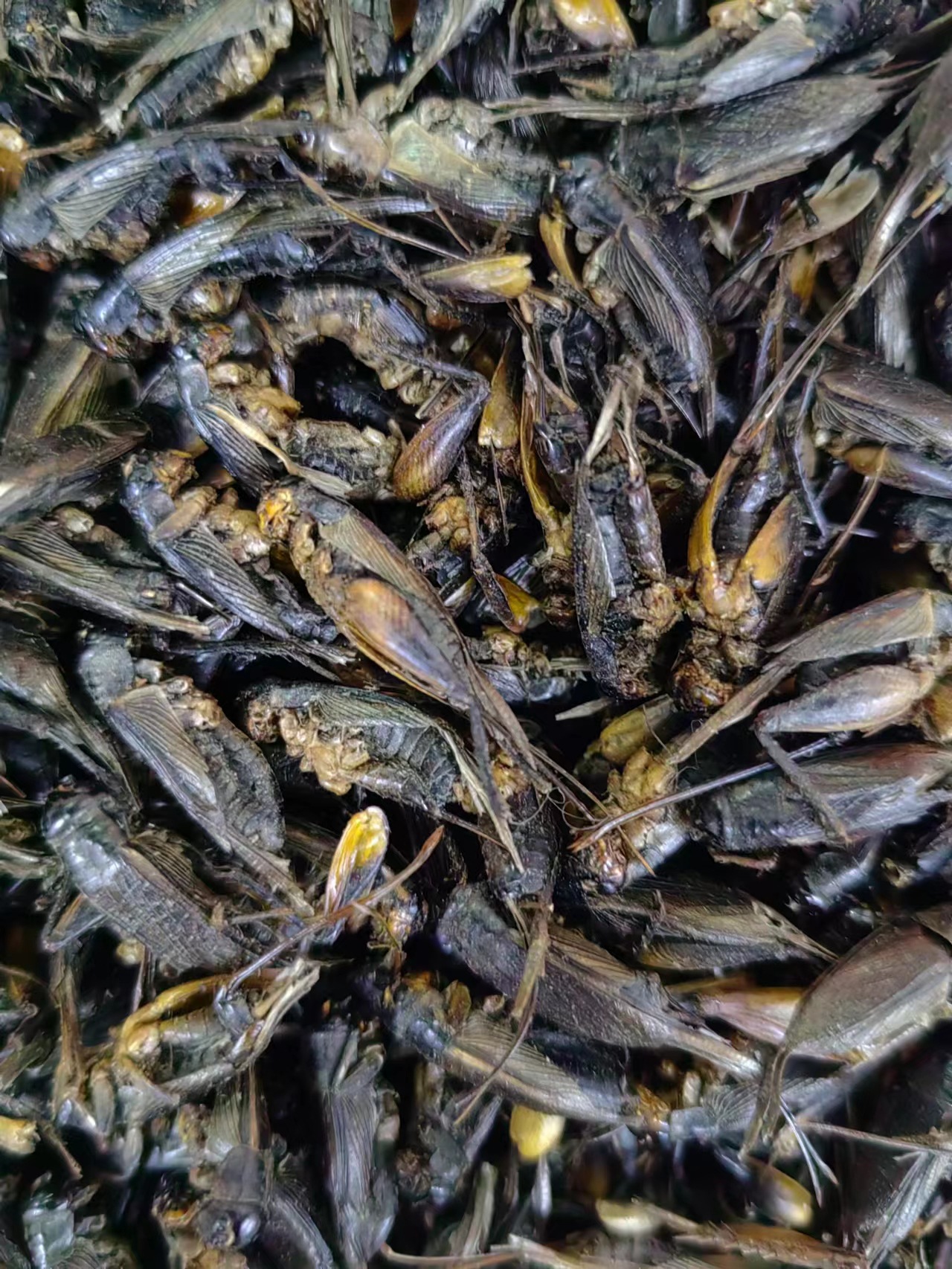 Cricket Dried (Gryllus testaceus) — Traditional Chinese Medicinal Herb, Bulk Dried Crickets key features