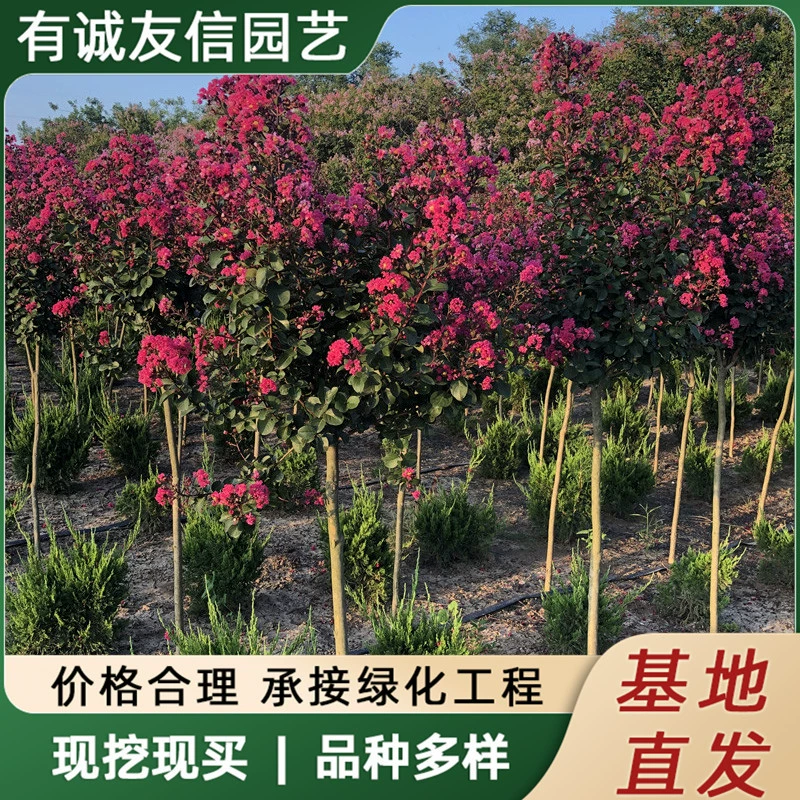 Оптовая база для зеленения: саженцы магнолии, саженцы магнолии с красными цветками, саженцы красного дерева на сто дней, магнолия красная ракета, американская магнолия.