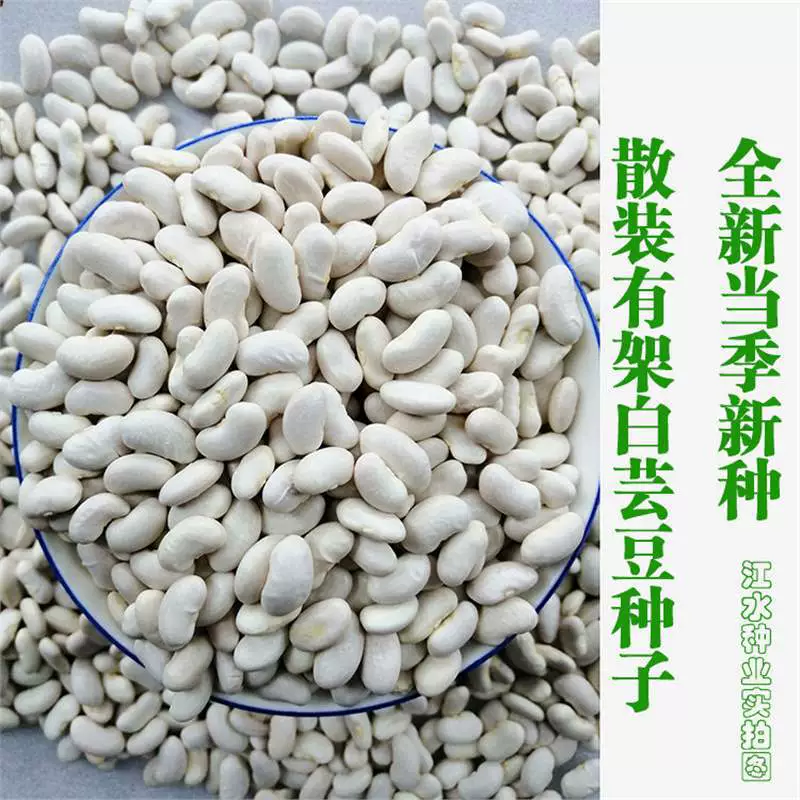Совершенно новые высокоурожайные семена белой фасоли для всех сезонов. Белую фасоль можно сеять весной и осенью (мало семян белой фасоли).