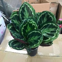 �ʺ�����������^�~�����҃ȿ͏d�ļ�������B�׻����ꎾGֲ