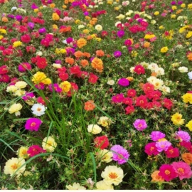 种子;草种子;草坪