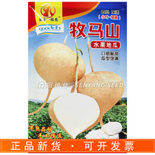 世丰一枝花牧马山水果地瓜种子早熟脆甜水果凉薯川早一号双鑫108