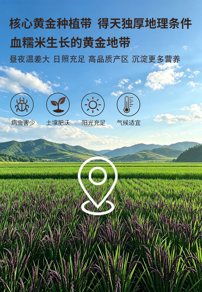 Cooked Black Glutinous Rice Powder 50 Jin Bulk Bag Instant Breakfast Grain Powder Hei Nuo Mi preparation