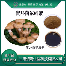 蜜环菌提取物10:1 蜜环菌浓缩液 蜜环菌粉 蜜环菌多糖 现货供应包