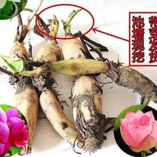 Ornamental Lotus Seed Lotus Potted Lotus Seedlings Pond Hydroponic Plant Water Lily Lotus Seeds Lotus Root Seedlings
