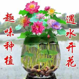 �ļ��_��������ɏ�N��ˮ��ֲ��˯ɏ�ɻ��̨ˮ��ˮ�B�҃ȾGֲ����