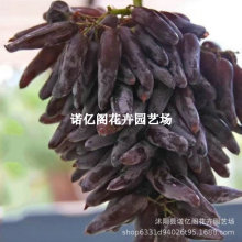 葡之梦葡萄树曲嫁接玲珑指无籽葡萄果树苗爬藤小辣椒女巫指葡萄苗
