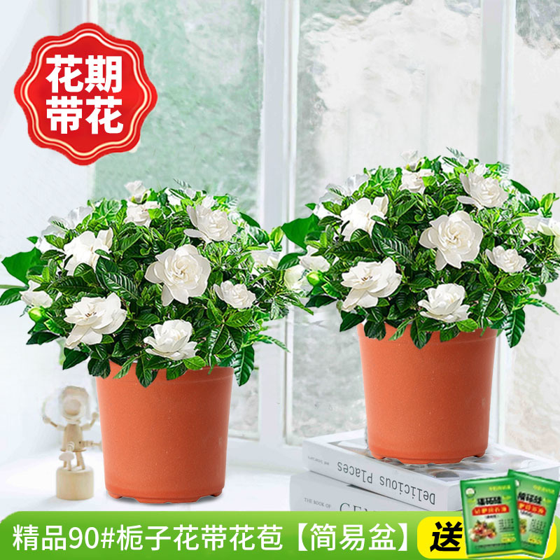 [2개 세면대 특별 제공] 부티크 90#치자나무 개화기(간이화분)에 영양액을 공급