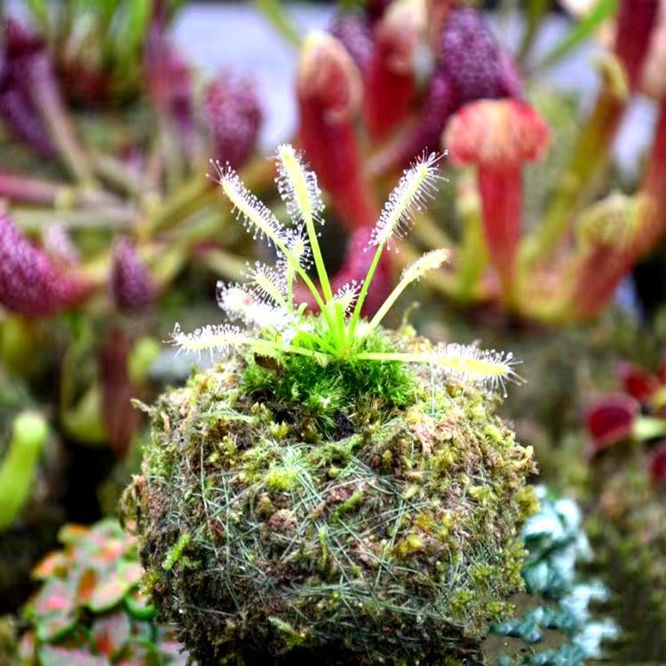 Cape blanche de bonne espérance feuille de guêpe longueur 3-5cm