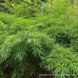 （批发）昭通罗汉竹竹苗筇竹苗景观竹家具竹1年苗