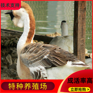 ���N����С�{�^�Z�����30����Z����ZÓ���Z��