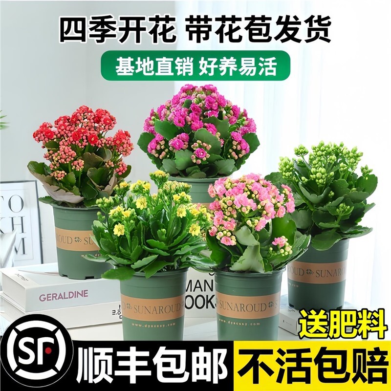Potted Longevity Flower with Double Petals, Golden Fox Large Flower with Buds, Flower Seedling, Indoor Blooming Plant Suitable for All Seasons, Easy to Care for