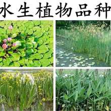 ˮ��ֲ�� �������N�� ˯ɏ�ѻ��~�J���S���JȔˮ�[���~���Sβ�N��