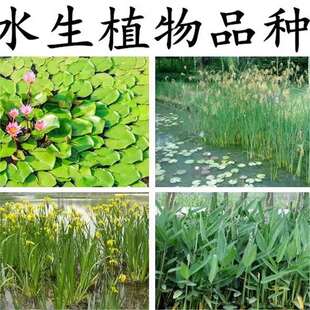 ˮ��ֲ�� �������N�� ˯ɏ�ѻ��~�J���S���JȔˮ�[���~���Sβ�N��