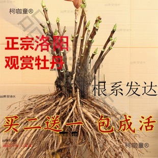 ����^�pĵ���������-��֧�ذ���ļ��_����������ͥԺ������