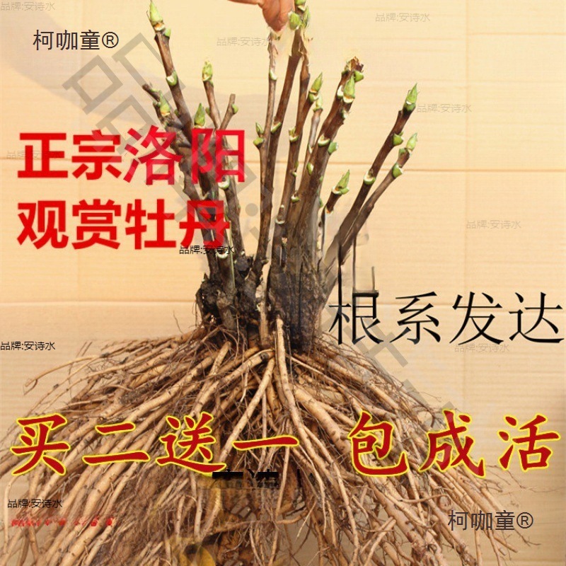 洛阳观赏牡丹花苗大苗-分支重瓣大花四季开花花卉盆栽庭院垒德株