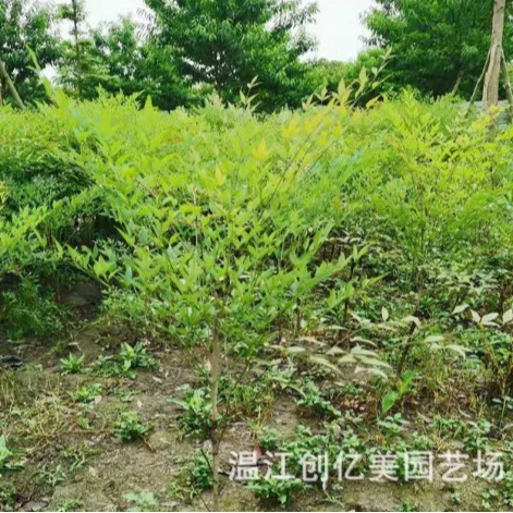 Nantianthus бамбуковая рассада растений рассада база Продает высокое качество Nantianthus бамбуковая рассада высота 20-100 см синий Tianzhu