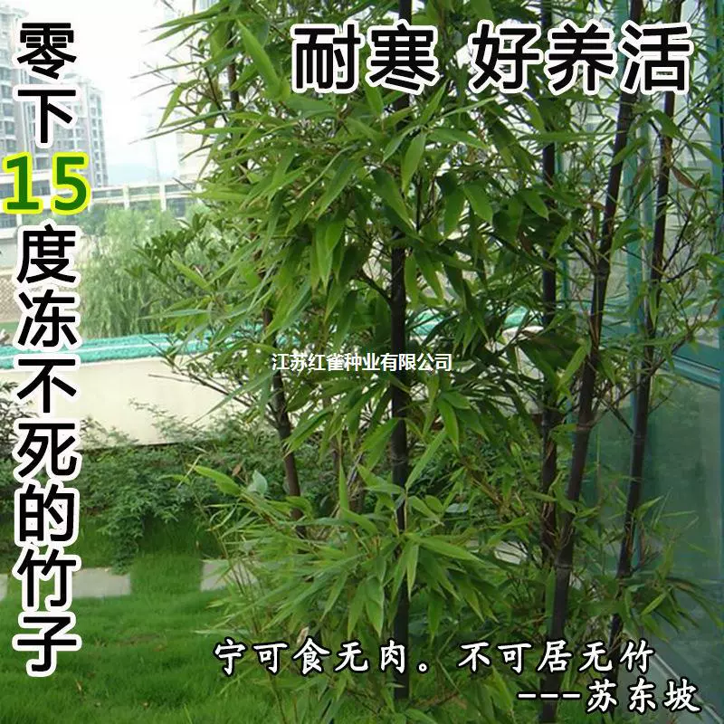 Фиолетовый Бамбуковая Рассада Зеленый Бамбук Рассада Золото Инкрустированные Бамбуковая Рассада Phyllostachys pubescens Рассада Двор Бамбуковый двор Настенное растение Посадка в горшке Озеленение