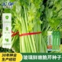 秋季四季实心庭院种籽