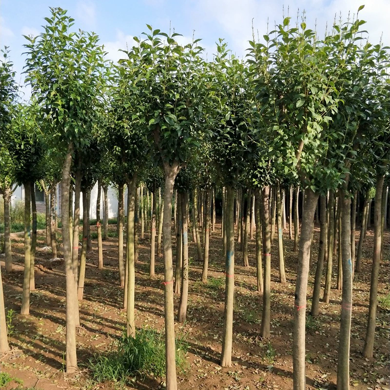 Ligustrum lucidum высокие стебли саженцы инженерные саженцы четыре сезона вечнозеленые зеленые уличные деревья растения двор дорога озеленение саженцы