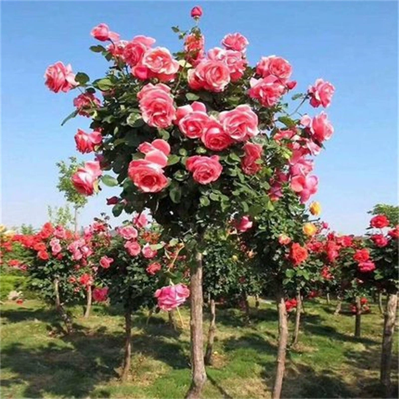 Леденец, пень, роза, цветок во дворе, балкон, горшечные привитые розовые розетки, большие цветы, ароматное цветение в любое время года