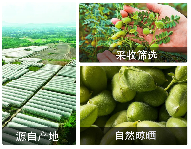 Roasted Chickpeas (Cicer arietinum) — Xinjiang-Grown Ying Zui Dou, Food-Herb Grain 500g in use