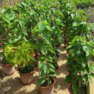 ʳҹ㻨 ҹm ٱҹ㻨ǧ ҹm ֲ