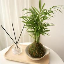 ̦�\������Ҭ�Ӽt������F�伪���t�Fڡ��ʿ�Dާ̦�\��ˮ��ֲ��