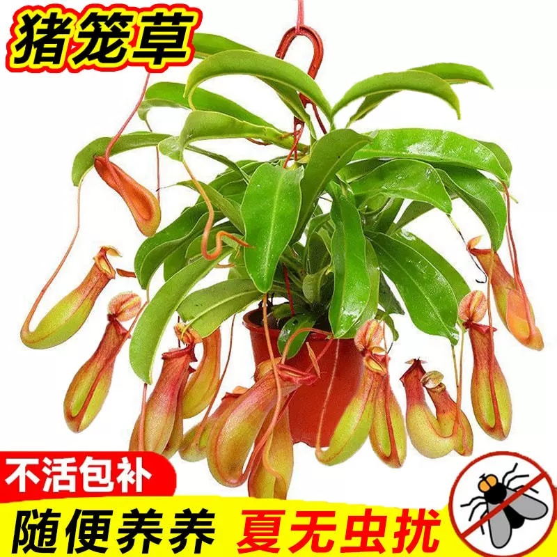 Венера-ловка в горшке для гостиной в помещении, всесезонные цветы для балкона, растение, пожирающее насекомых, отпугивающее комаров, ловящее мух, легкое в уходе подвесное растение-орхидея для двора.