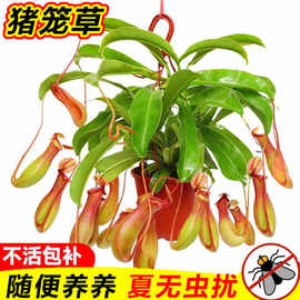 猪笼草盆栽室内客厅四季花卉阳台食虫驱蚊捕蝇草庭院好养吊兰植物