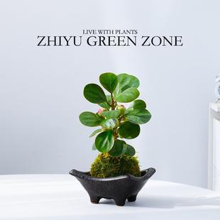 Little Pan Bodhi with Fruit Moss Ball Absorbs Formaldehyde in the Office Desktop Plant Potted Green Plant Lazy Hydroponic Gift