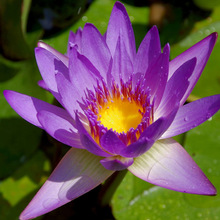 ˮ��ֲ�� ˯ɏ �ɻ� ���� ������ ���~�� �Sβ ���˽�