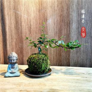 Asparagus Fern, June Snow, Fujian Tea, Calamus, Small-Leaf Rosewood, Bamboo, Pocket Coconut, Fern, Pine, Potted Green Plants, Moss Balls
