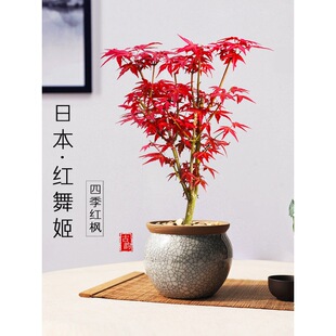 һ�����l�ձ��t���辰ֲ��t�輧�����҃��ļ����B�����̨ͥԺ��